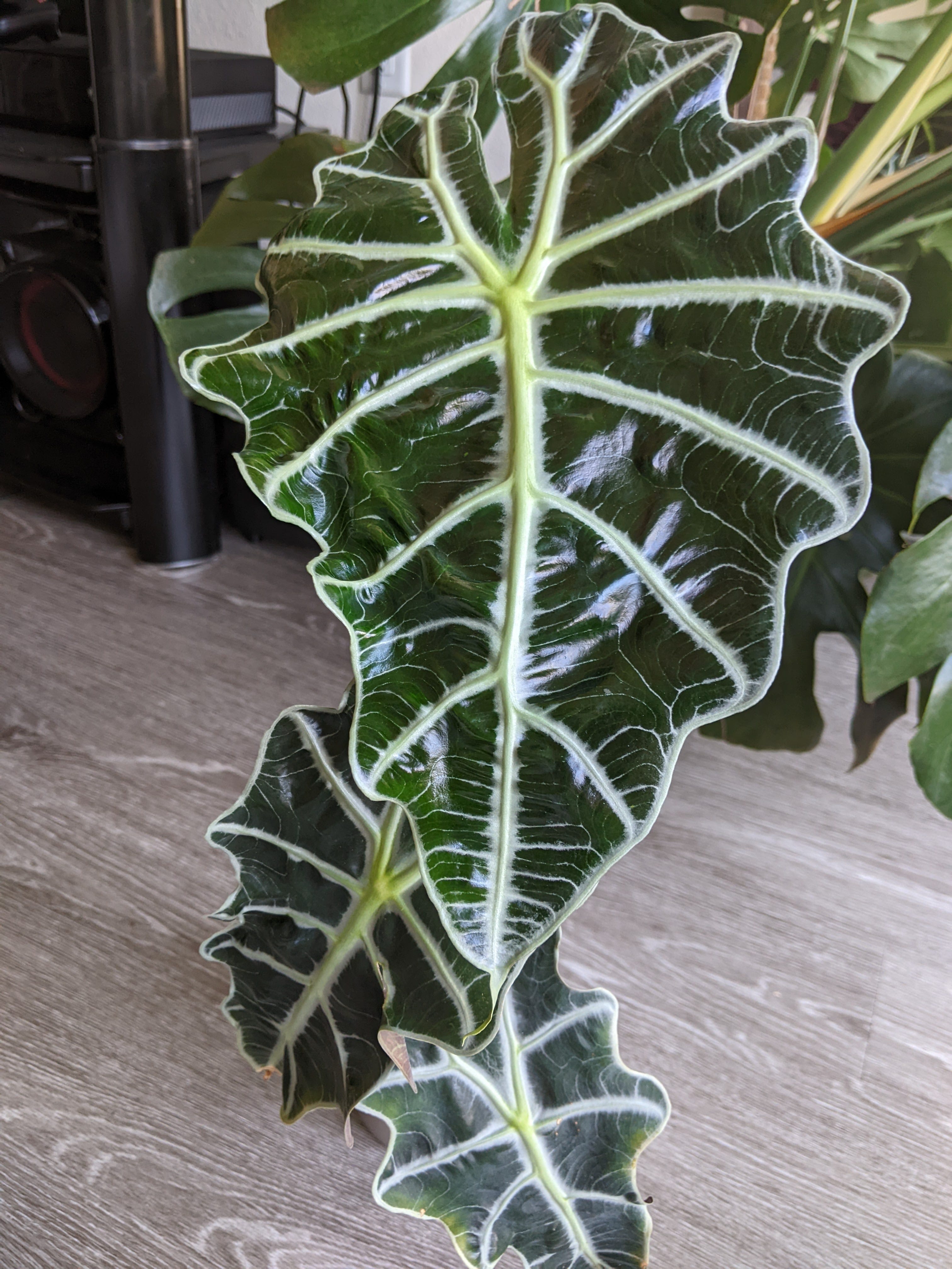 The Ultimate Alocasia Care Guide! - The Happy Planters
