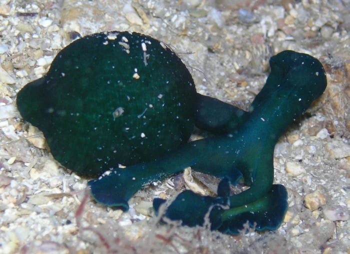 A weirdly shaped greenish blue blob, with several protuberances, resting on a bed of shells and stones. A weirdly shaped greenish blue blob, with several protuberances, resting on a bed of shells and stones.