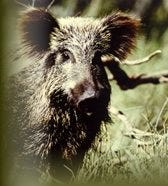 Cinghiale Cinghiale