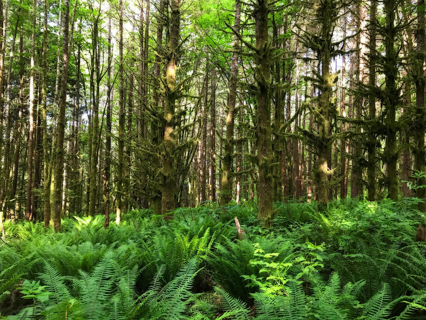 Looking through a field of bright green ferns to rows of evergreen trees.  The sunlight filtering down through the branches overhead.