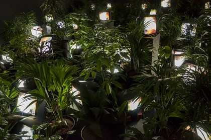 白南準《TV Garden》把電視放入植物之間|來源:Tate / Estate of Nam June Paik 白南準《TV Garden》把電視放入植物之間|來源:Tate / Estate of Nam June Paik