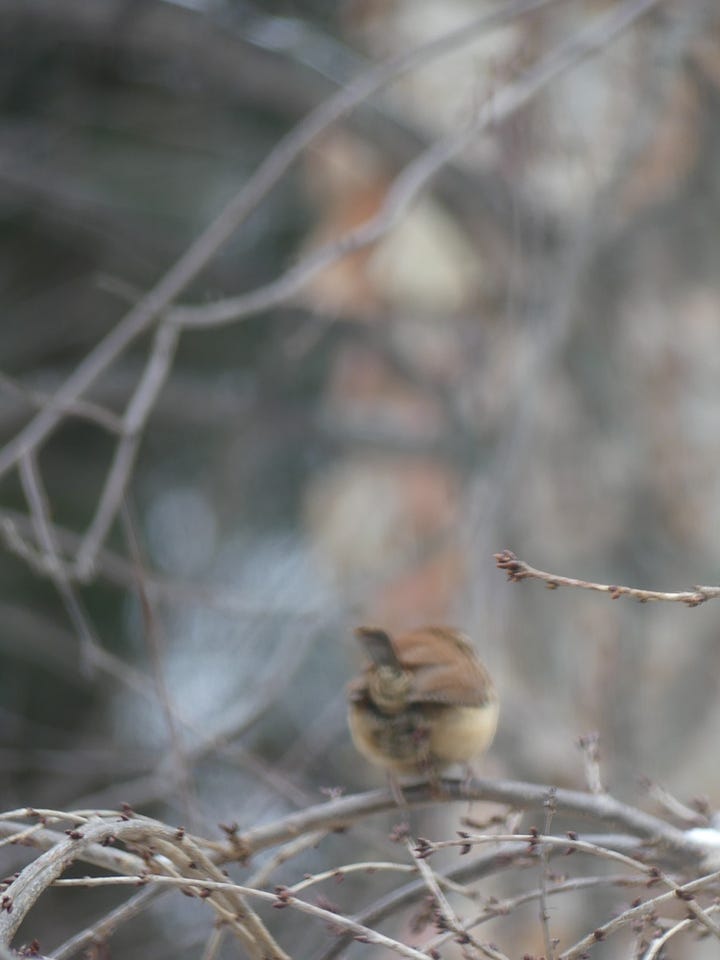 sparrow on a branch; wren on a branch