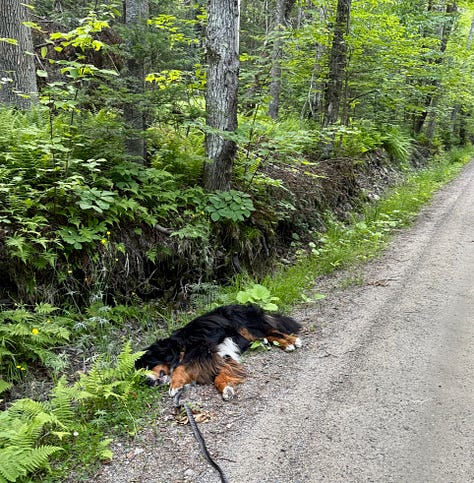 Photos of Otto, a Bernese Mountain Dog, and the Gale River in New Hampshire.