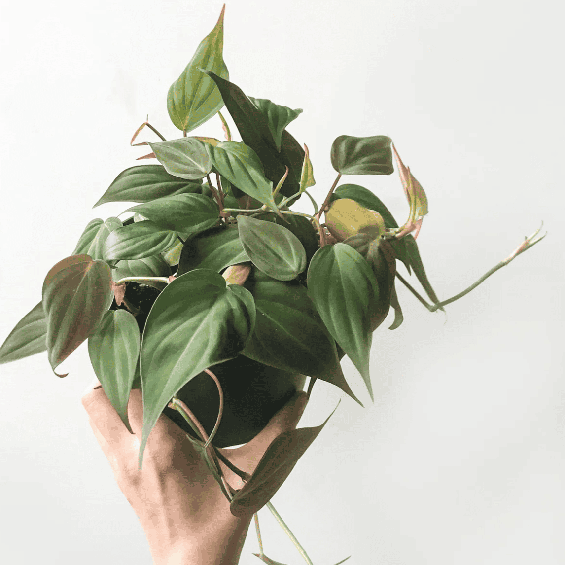 Person holding up a Heartleaf Philodendron.