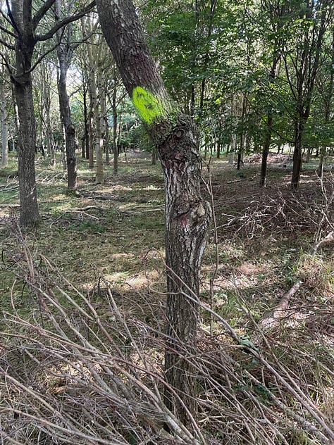 Trees selected for removal in a thinning operation