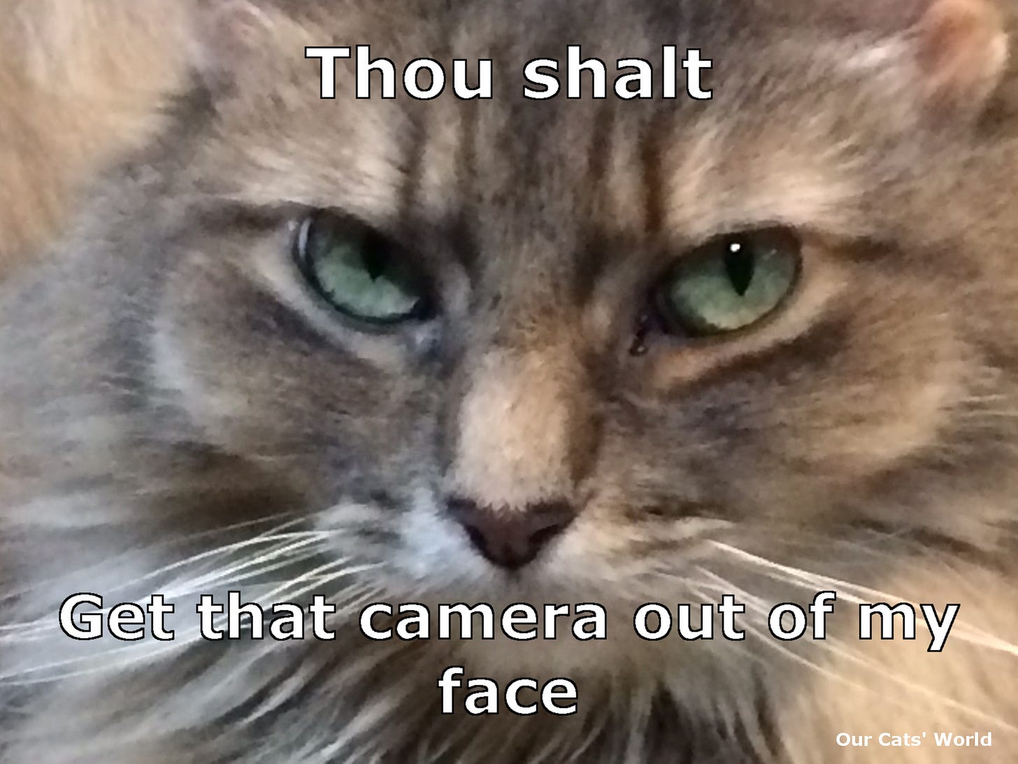 Kali_Cattitude_Feline_Commandment Kali_Cattitude_Feline_Commandment
