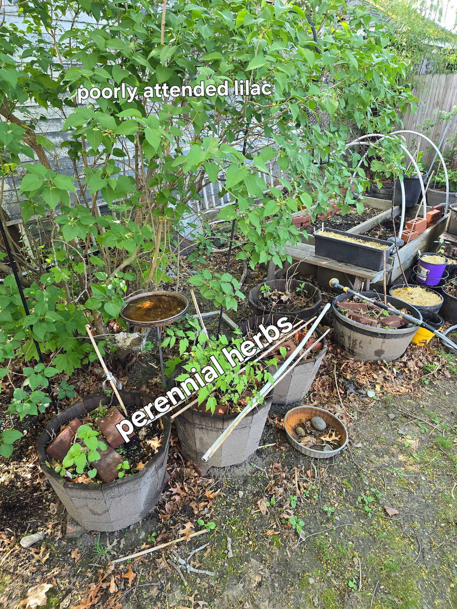 A large lilac bush looms over several wooden containers and a birdbath.