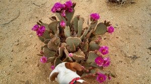 JT - Ruby and cactus JT - Ruby and cactus