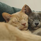 Hey What If We Let People's Undocumented Husbands And Wives Stay In America? — Joe Biden