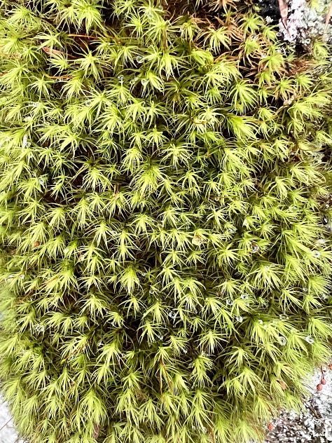 A close up of green moss; red lichen on a rock face; a long log with green moss on it and snow and trees above it.