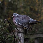 Seasonal Musings: A winter reflection