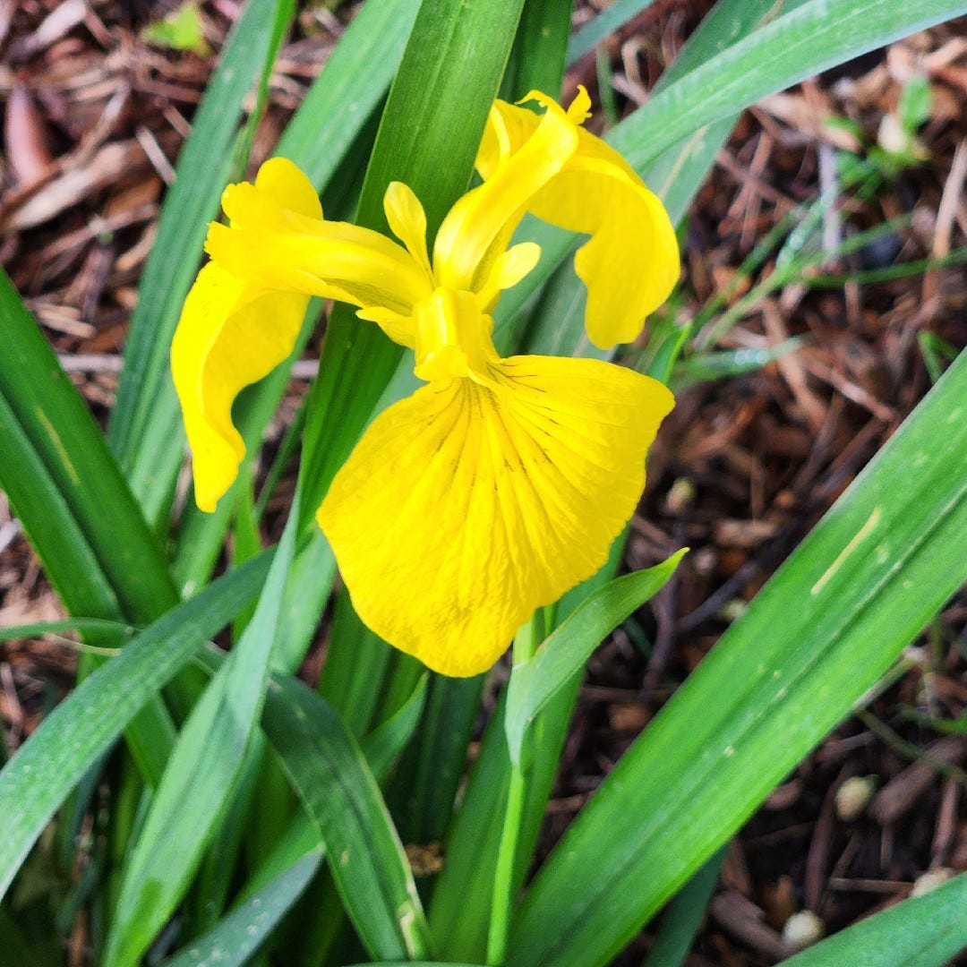 Arachne’s Substack