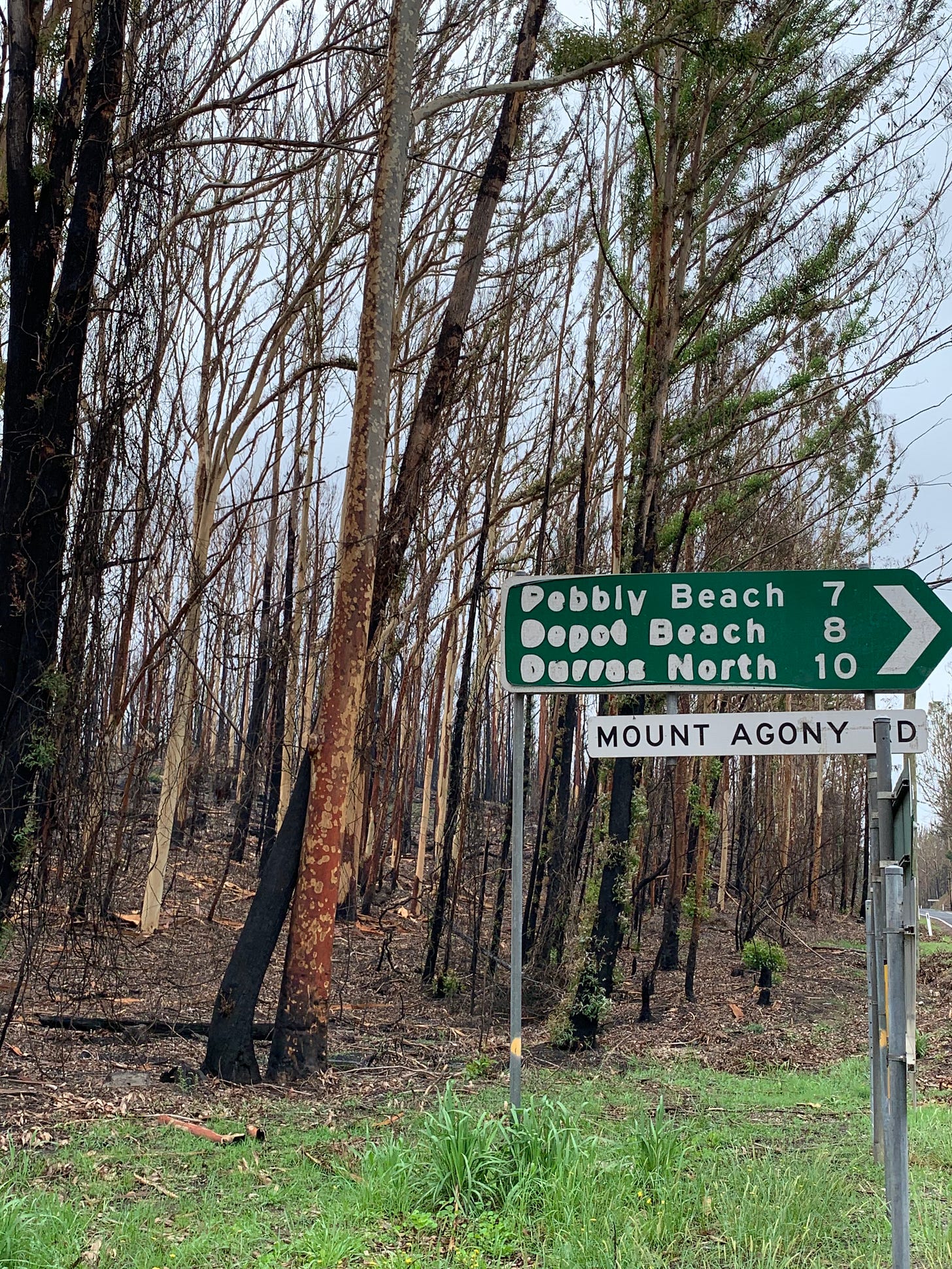 Melted road signs with burned trees in the background.