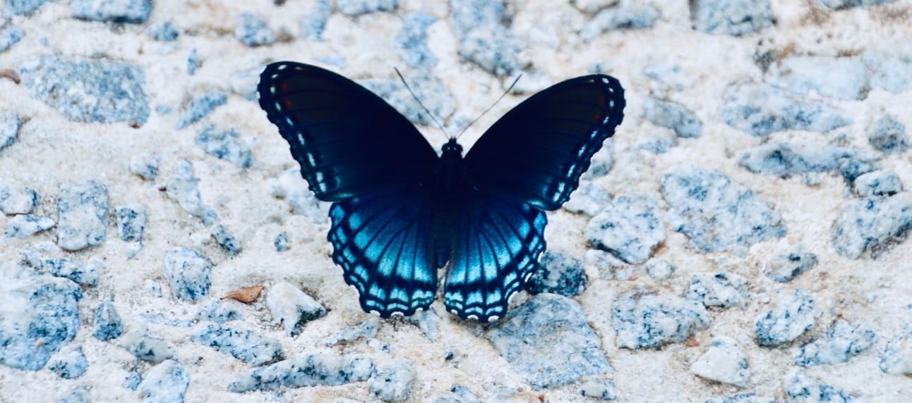 A vibrant blue butterfly with intricate black markings. A vibrant blue butterfly with intricate black markings.