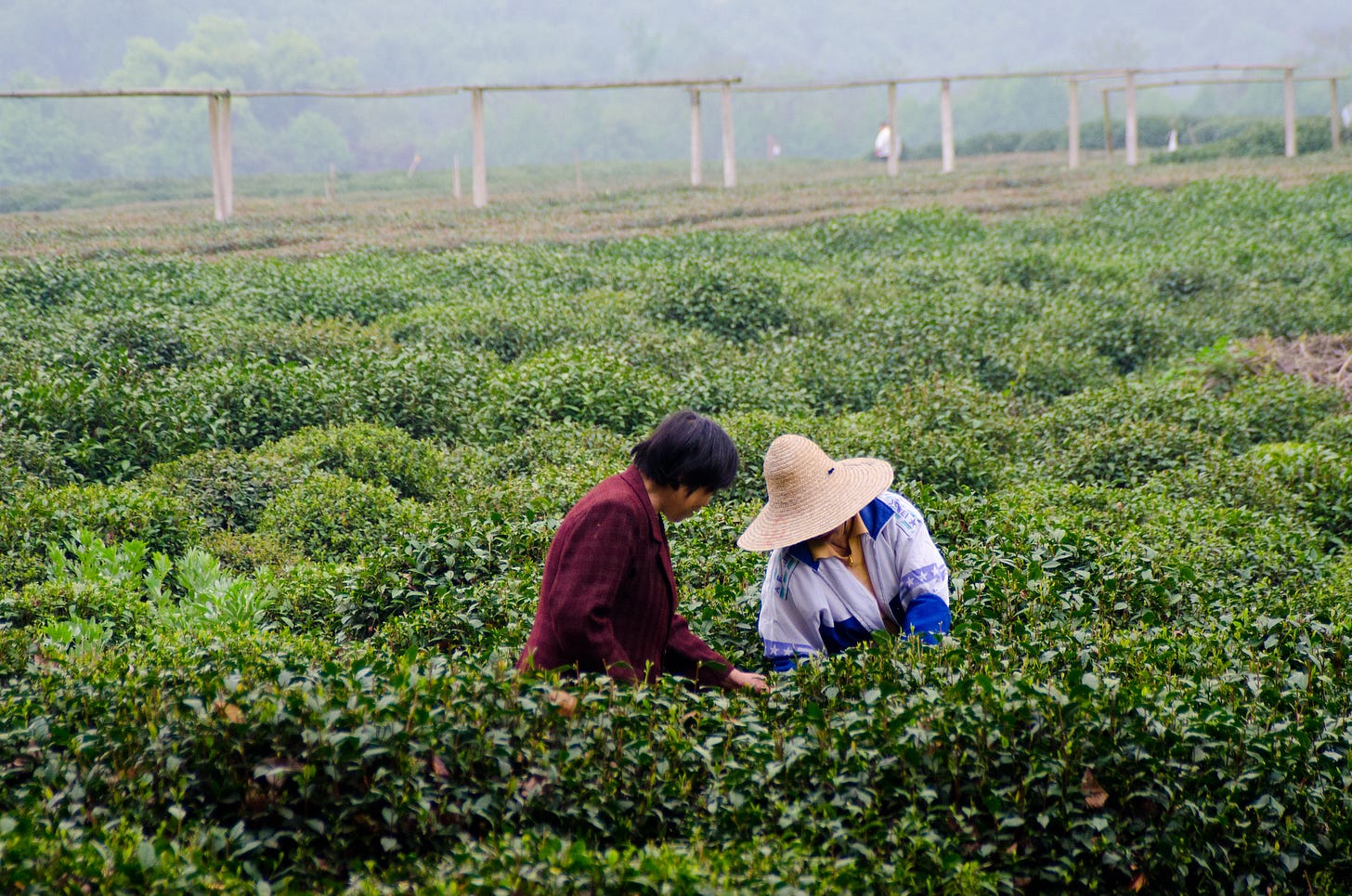 ID: Workers picking tea