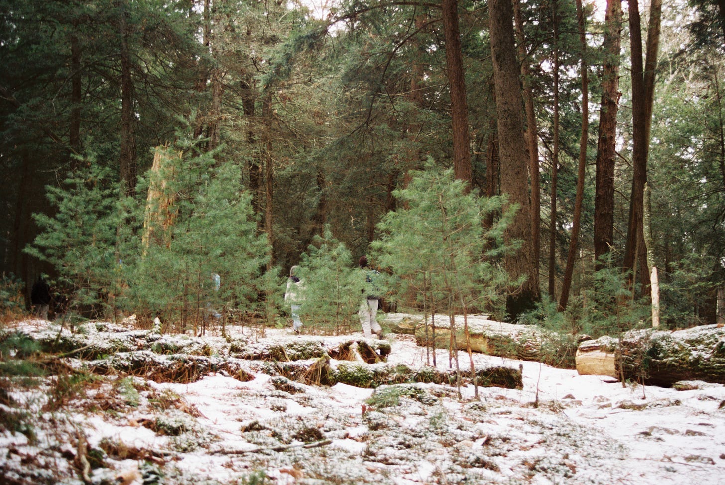 Young Eastern Hemlocks in a snowy forest, flanked by taller, older Hemlocks.