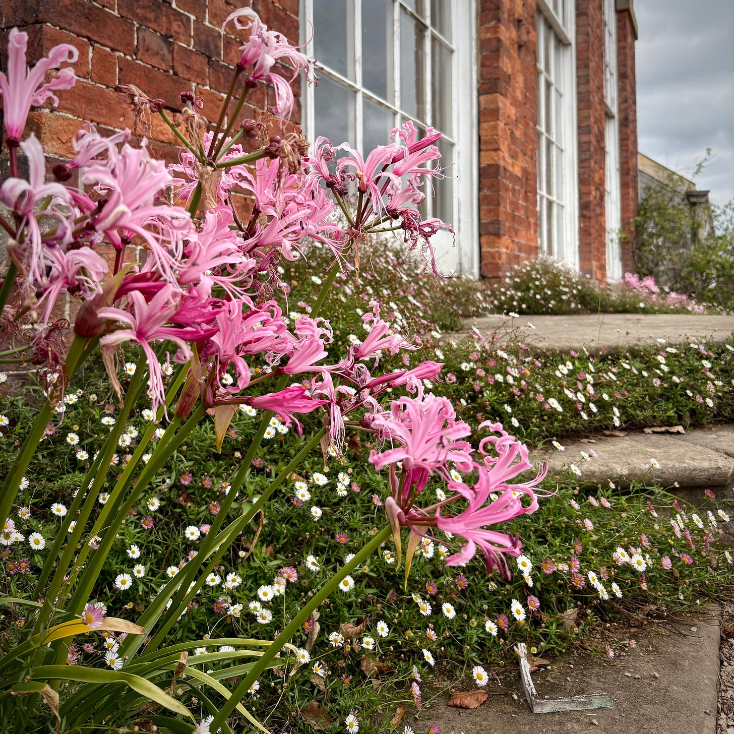 Pink Nerine flowers outside an orangery building at Calke Abbey