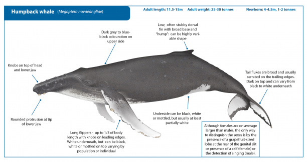 Humpback whale Humpback whale