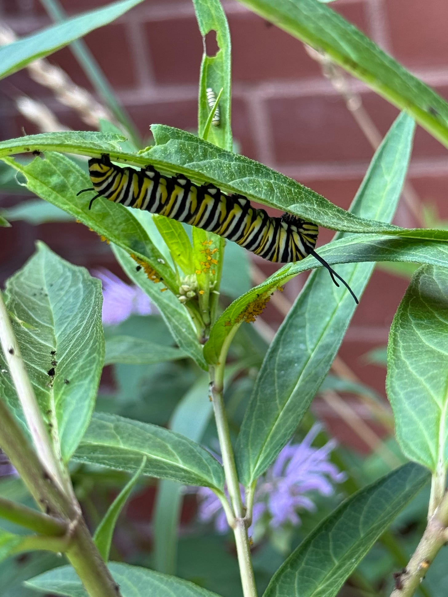 photo of a large monarch caterpillar hanging upside-down on a milkweed leaf. it is white, yellow, and black striped.