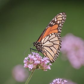Ontario court victory lets gardens grow wild