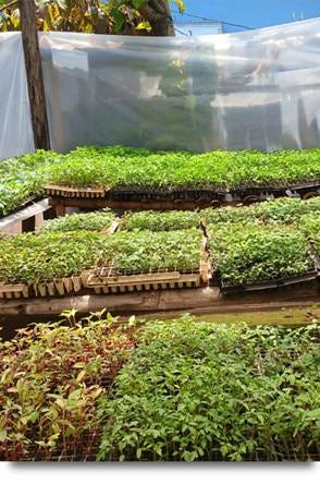 Seedling Nursery of Seeds for a Future in Chocola