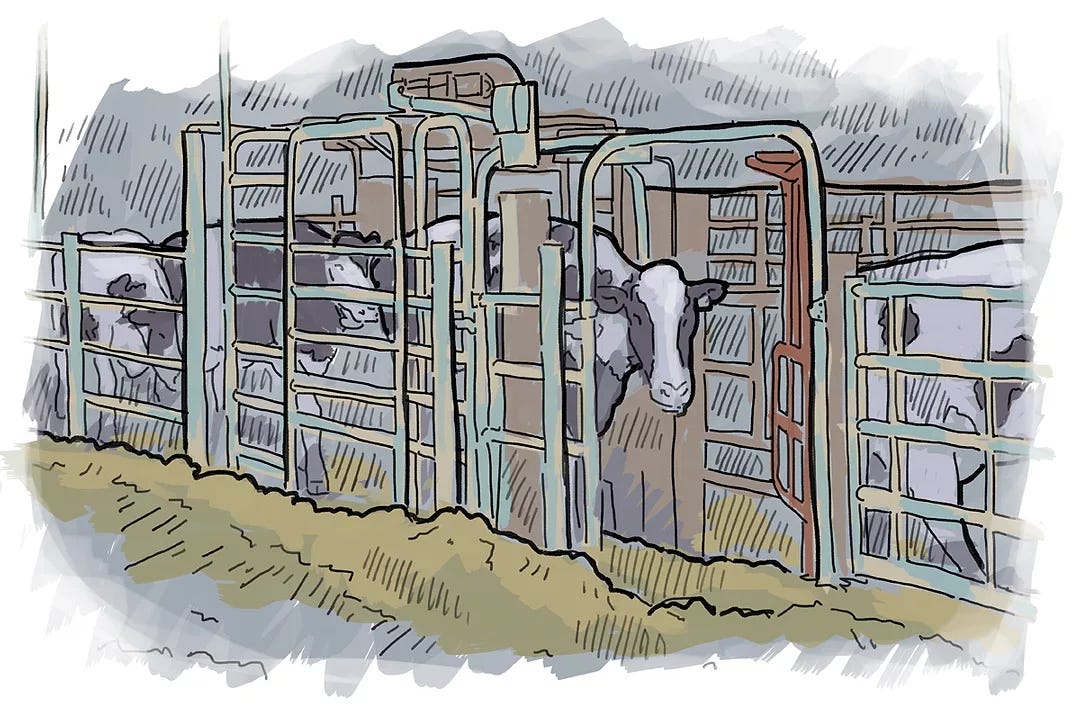 61639-mcbride-illustration.coreylewis.jpg
