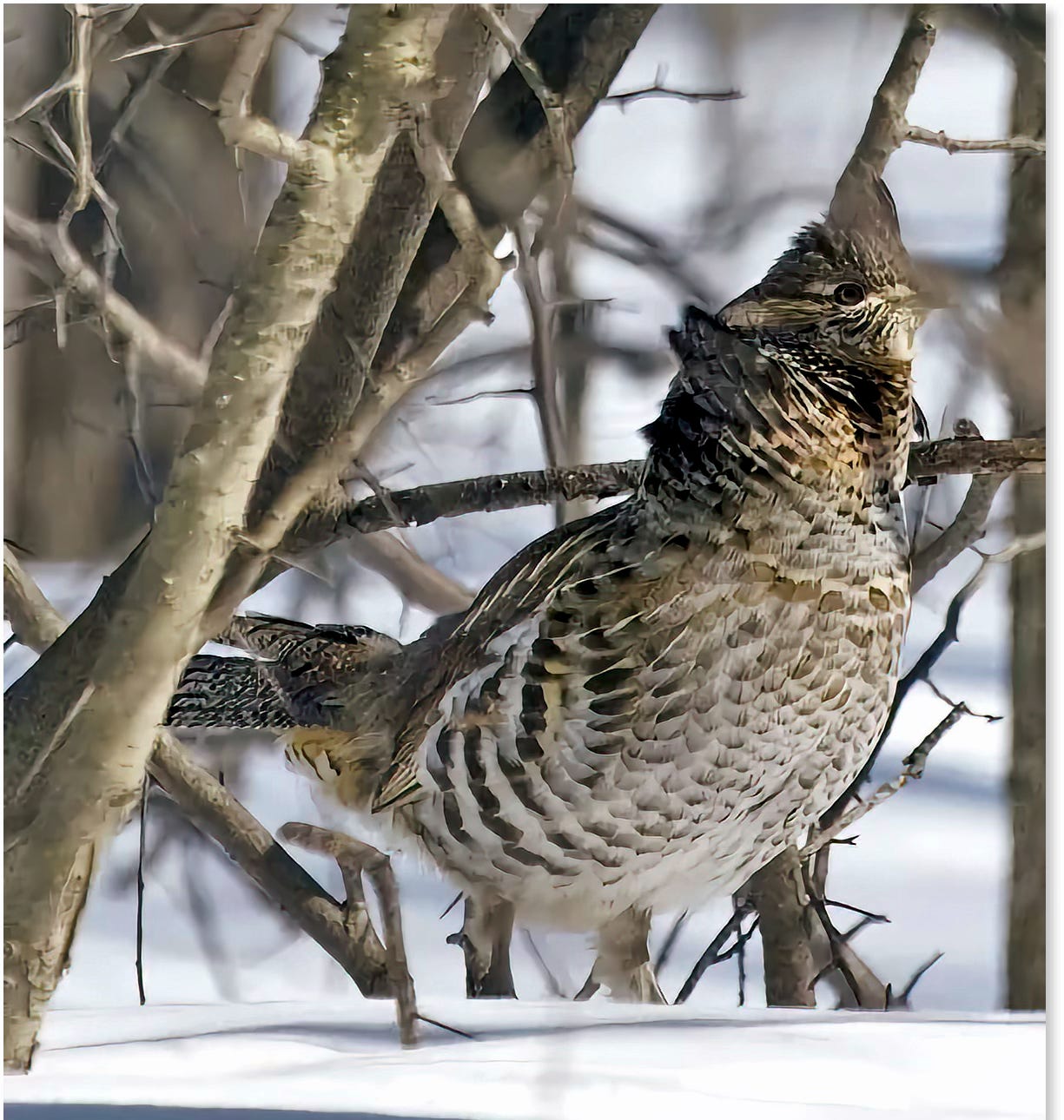 Ruffed Grouse