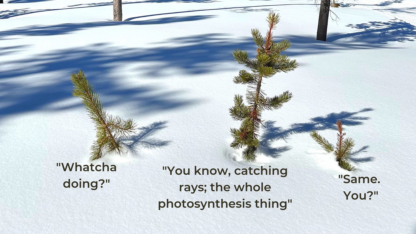 What a Tree Eats - The Trees Telling Stories Substack