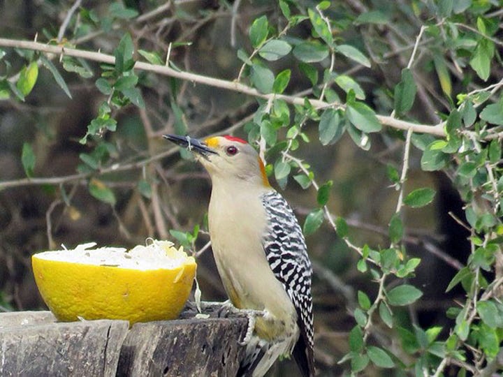 Golden-fronted Woodpeckers