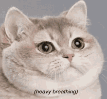 Fat Cat Breathing Heavy GIFs | Tenor