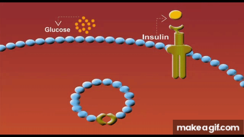 Glucose Transporters animation on Make a GIF Glucose Transporters animation on Make a GIF