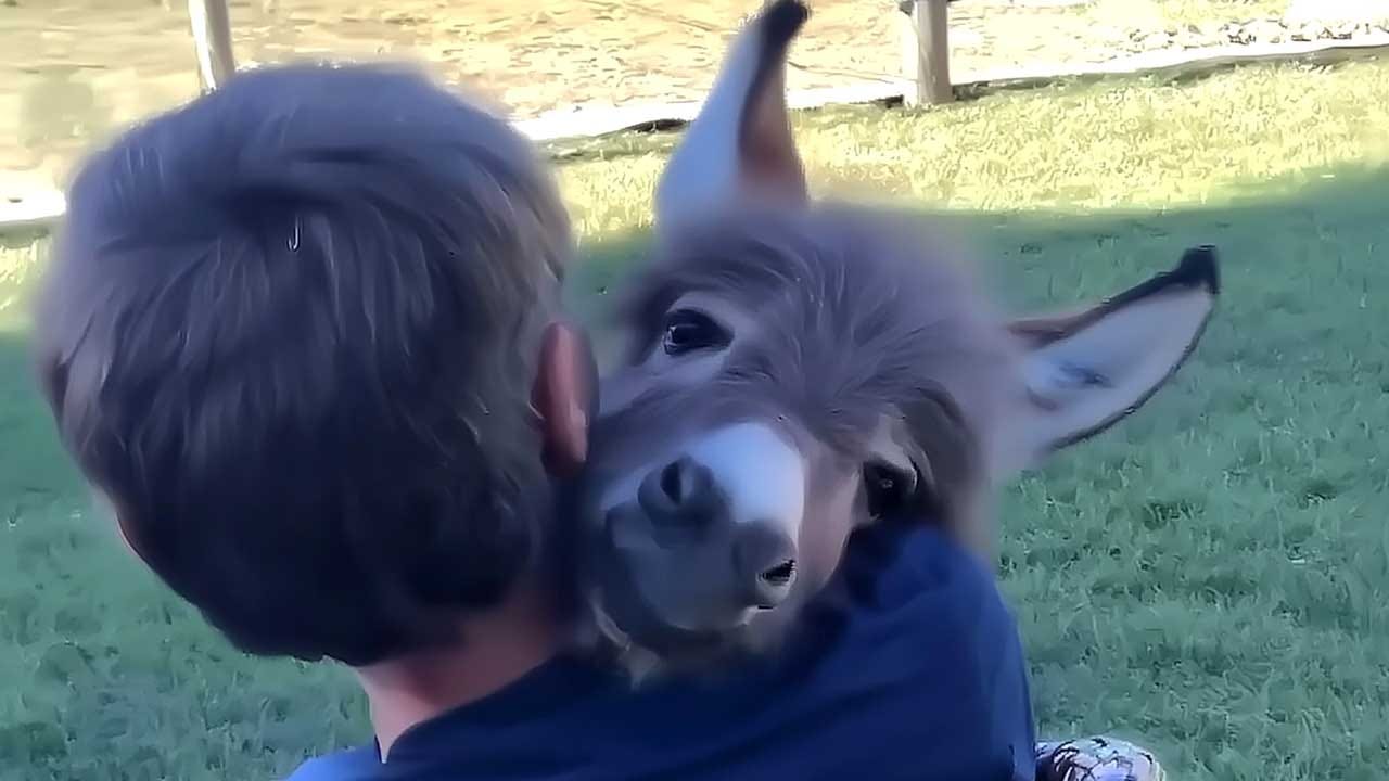 No words, just warmth, my donkey reads my silence like poetry, deep ecology