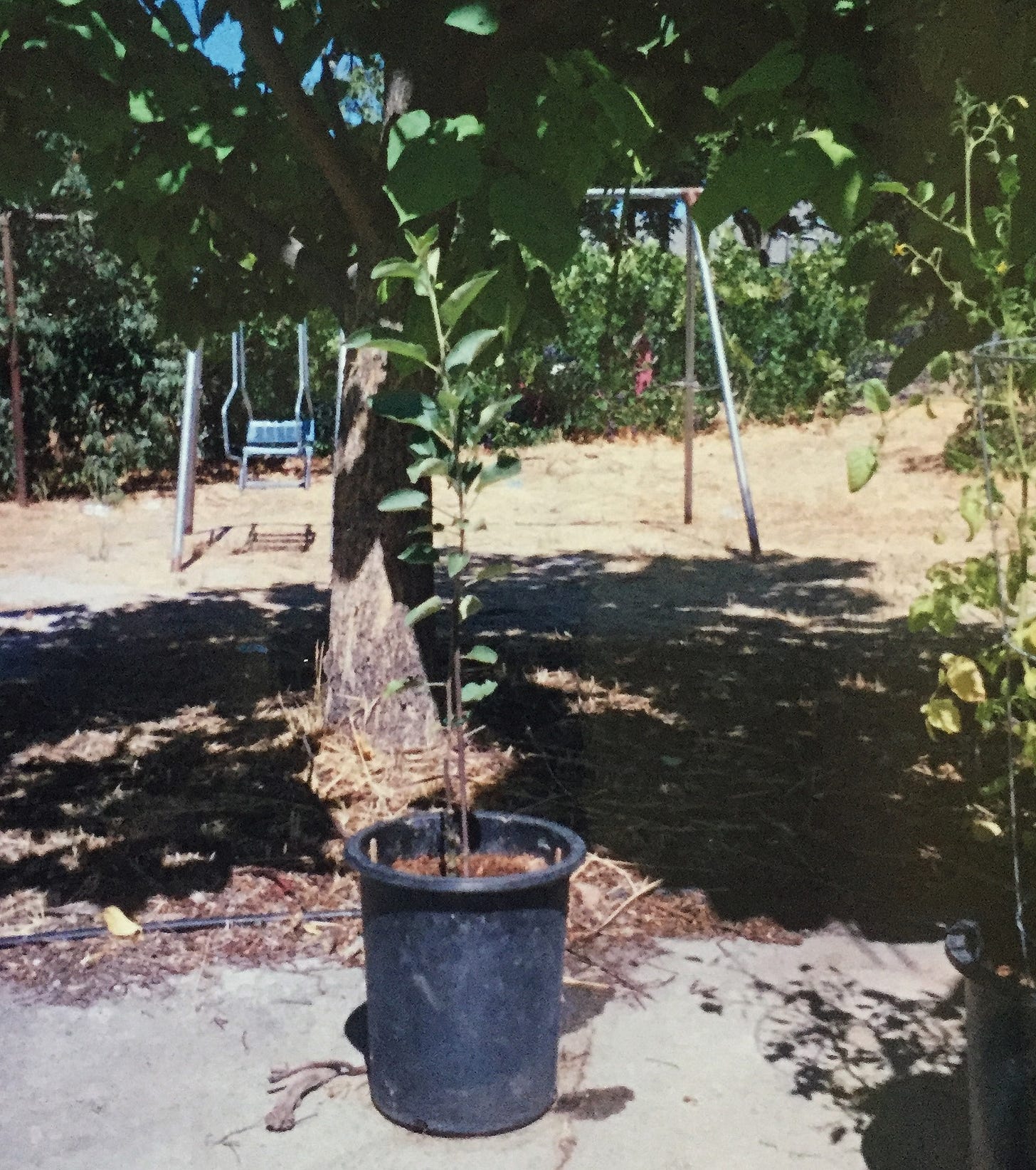 photo of a physical photograph of an apple tree sapling in a black pot. it's sitting on concrete. in the background is a yard with trees and a swing set. it's sunny.