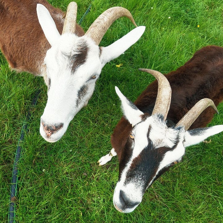 Brown goat (Cali), white goat (Ash), and black goat (Speedwell) look up at the person with the camera.