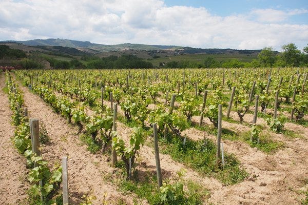 The wines of Domaine Marcel Lapierre, Morgon, Beaujolais
