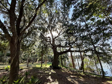 Trees at Hopsewee Plantation, along with a red flowering bush. The sun is shining through the branches of a very old live oak tree. Last photo shows an old dinner bell with trees in the background.