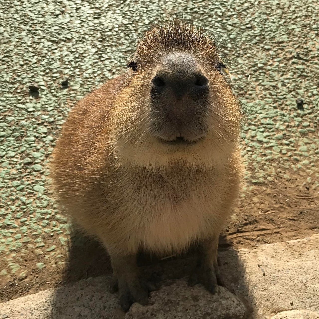 Artwork for SHA-STACK