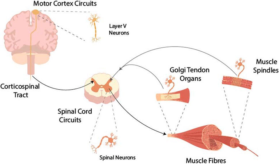 Frontiers | Linking cortex and contraction—Integrating models along the corticomuscular pathway Frontiers | Linking cortex and contraction—Integrating models along the corticomuscular pathway