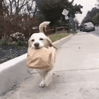 Dog Lunch GIFs - Find & Share on GIPHY