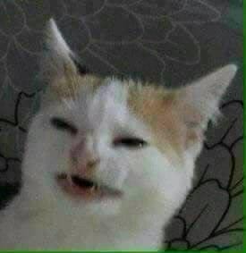 Smiling (?) Cat | Know Your Meme