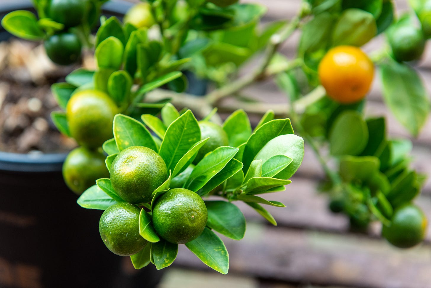 ID: Close up of semi-ripe green-yellow calamansi fruit on a branch
