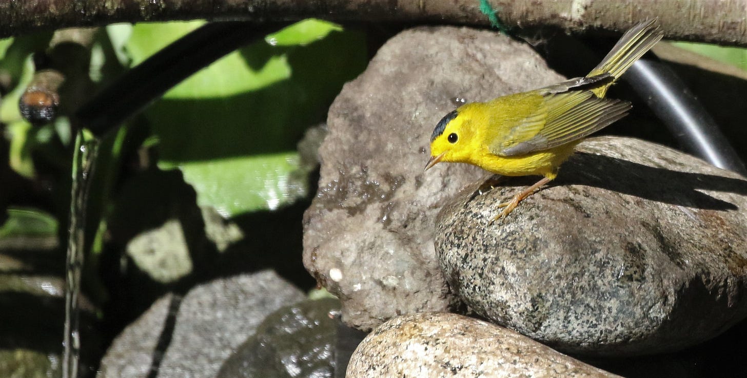 Wilson's Warbler Wilson's Warbler