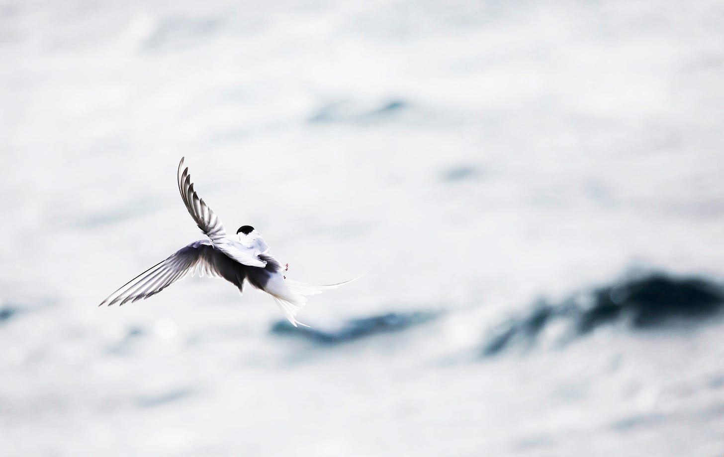a picture of an arctic tern in flight