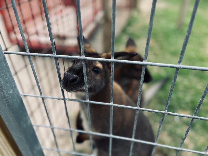 liger, tiger, lion, bear, peacock, wallaby, animals, pens