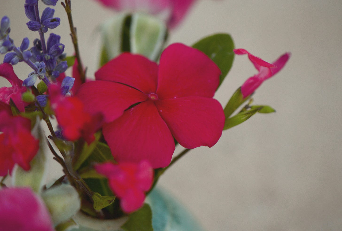 Catharanthus roseus (annual vinca)