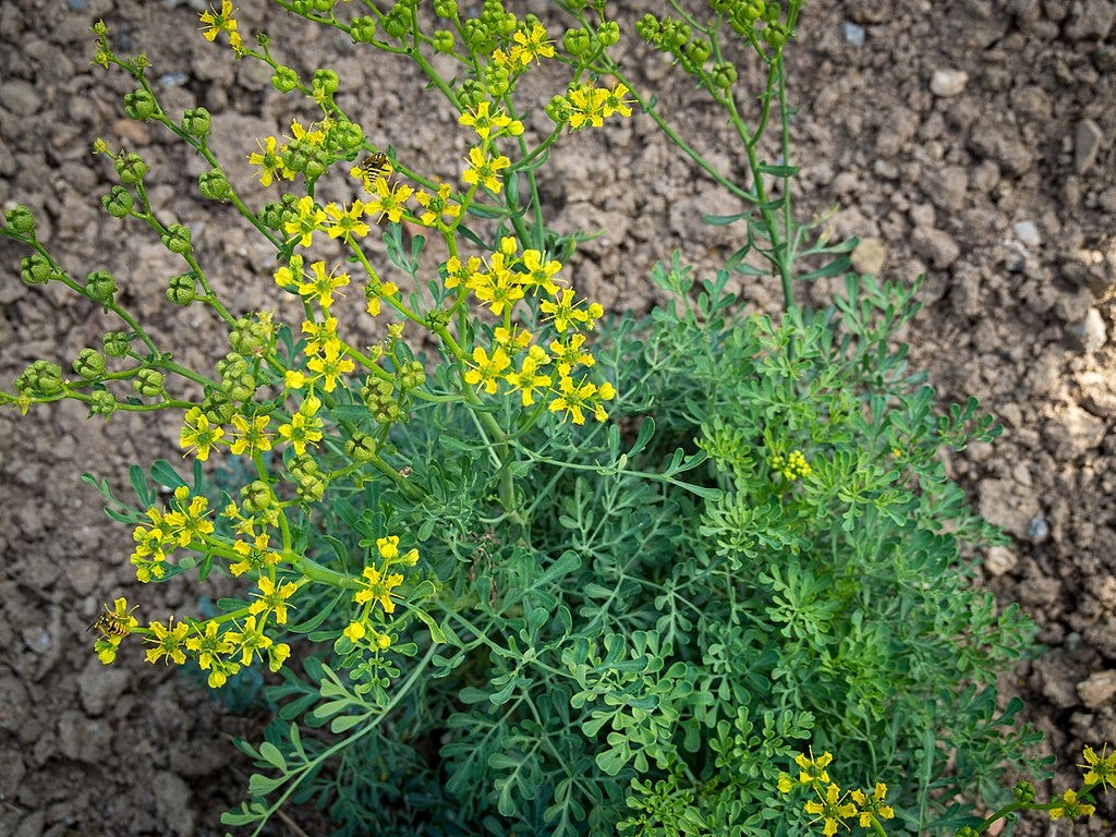 Image of flowering rue plant