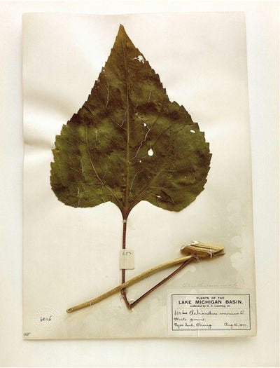 Terry Evans | Field Museum, Helianthus, Chicago, 1905 (2000) | Available  for Sale | Artsy