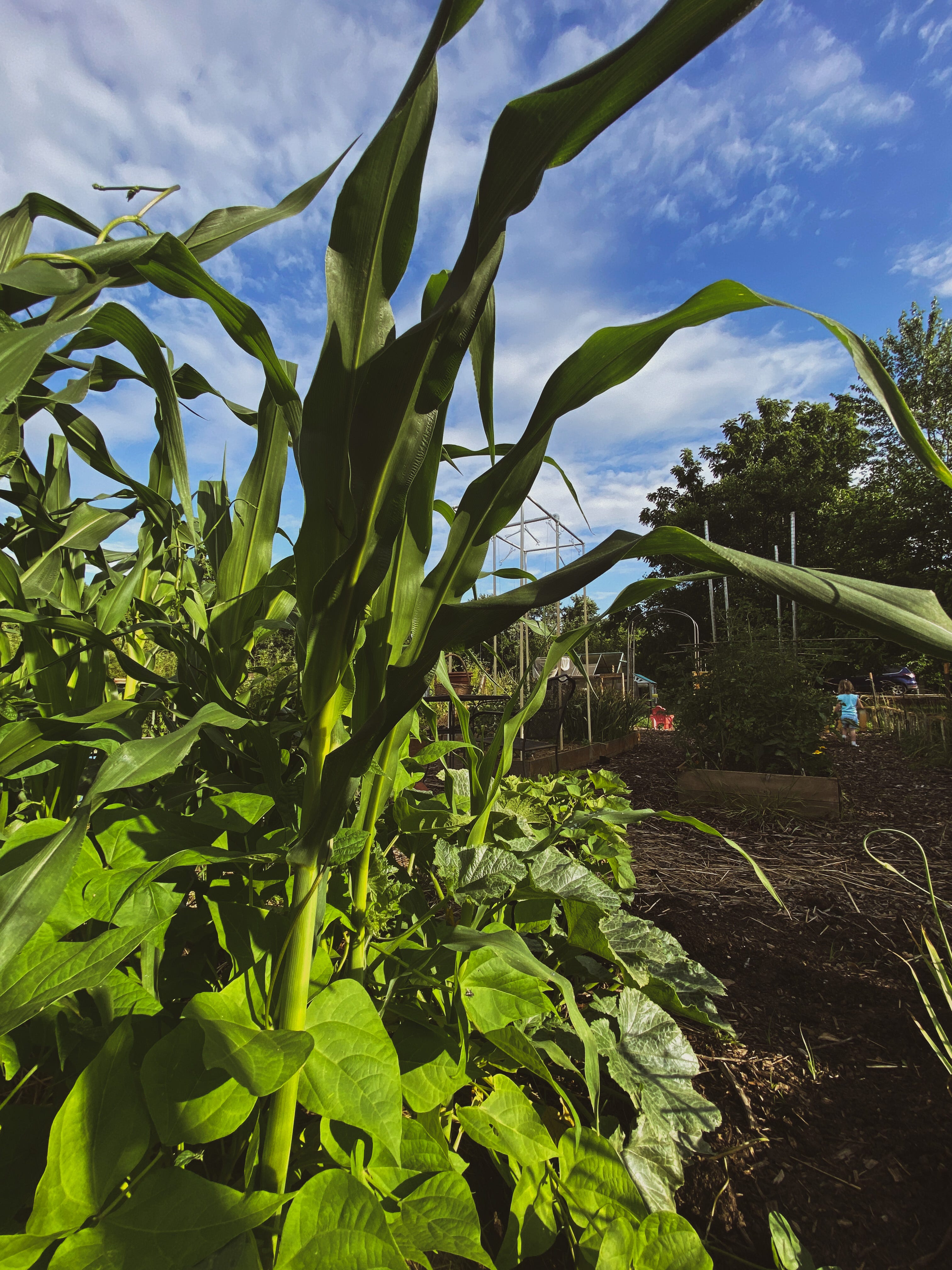 What are the Pros and Cons in having a Raised Garden Bed compared to I -  Homegrown Garden, image size:3024x4032