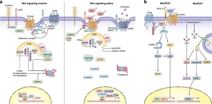 Wnt signaling in cancer | Oncogene