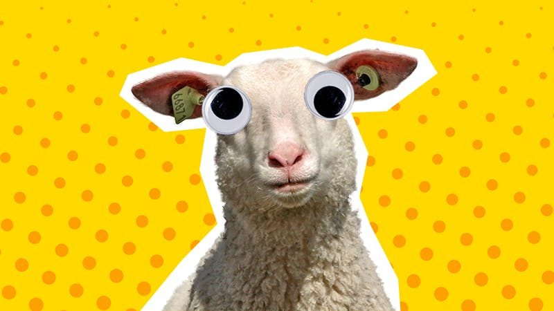 41 Sheep Jokes Which Aren't That Baaaaad! | Beano.com